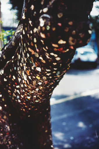 An image of the trunk of a tree covered with chewing gum