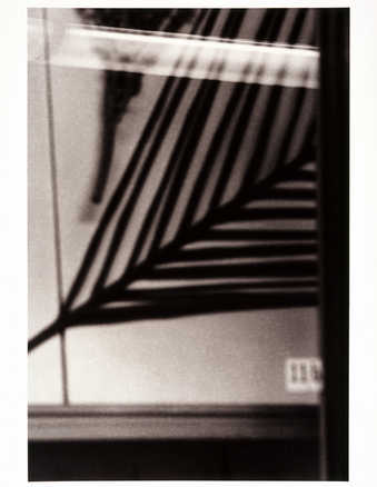 An image of a glass Blaschka model of a palm branch.