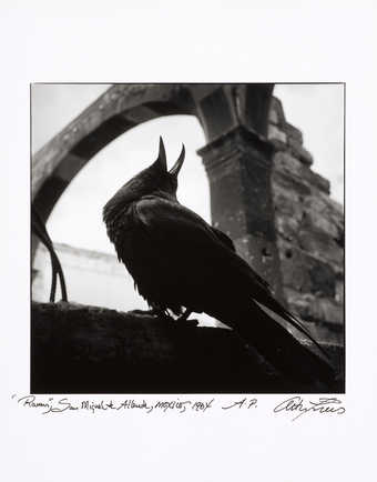 An image of a raven seated on a wall with its beak open and pointing upward.